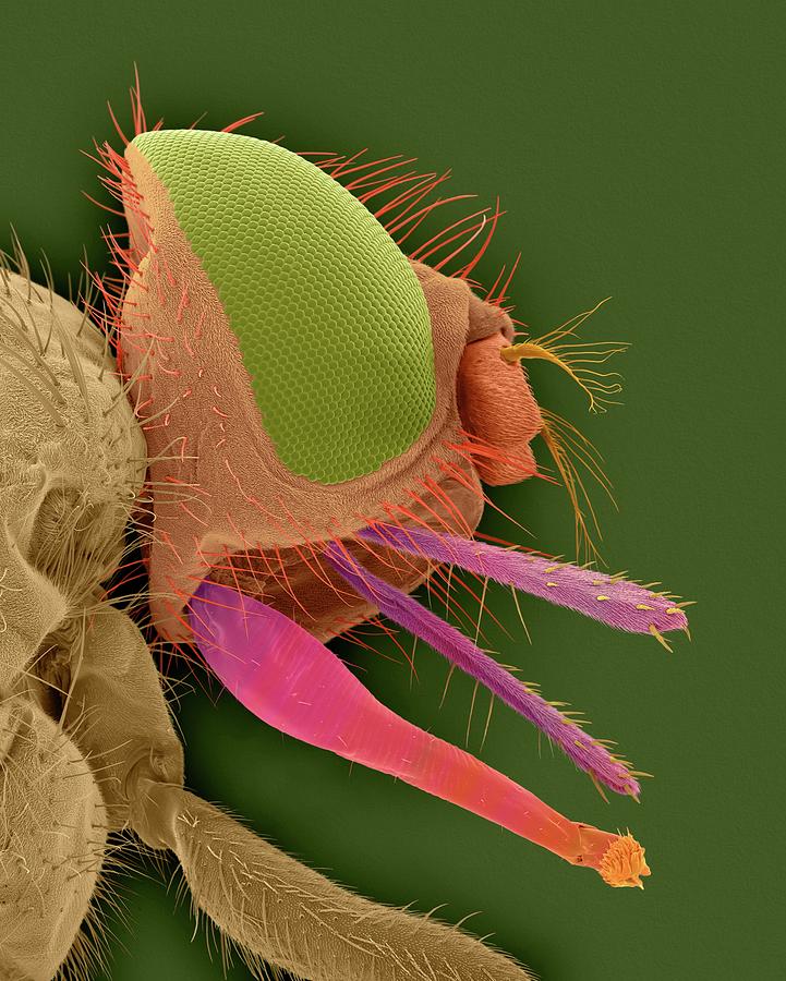 Horn Fly Photograph by Dennis Kunkel Microscopy/science Photo Library