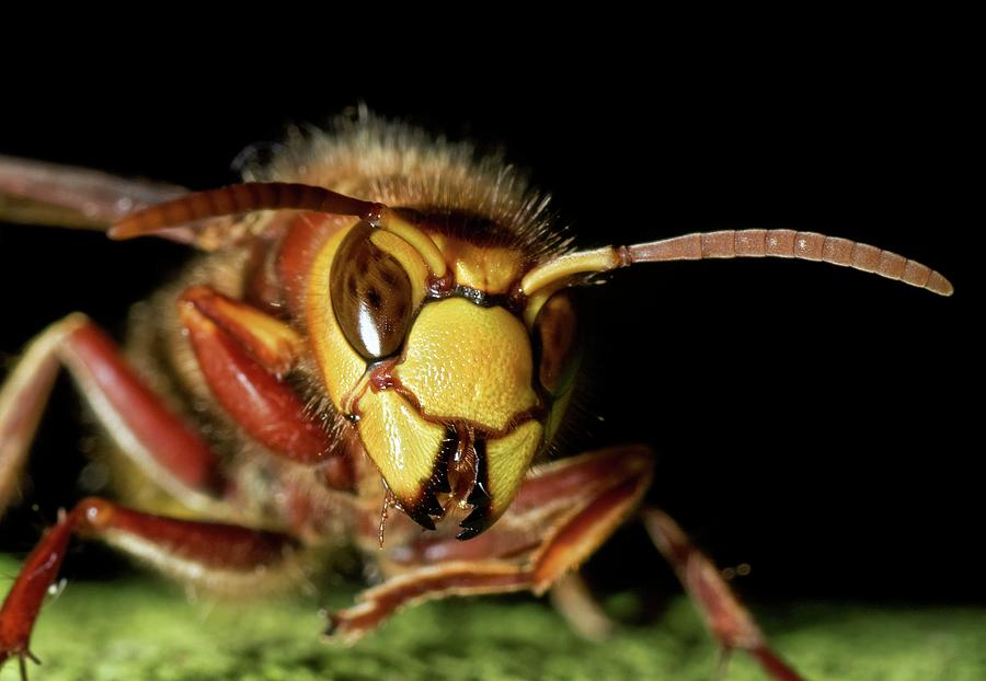 Hornet #2 Photograph by John Devries/science Photo Library