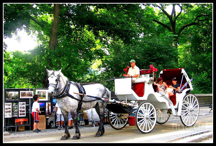 New York City Photograph - Horse and Carriage in Central Park by Dora Sofia Caputo