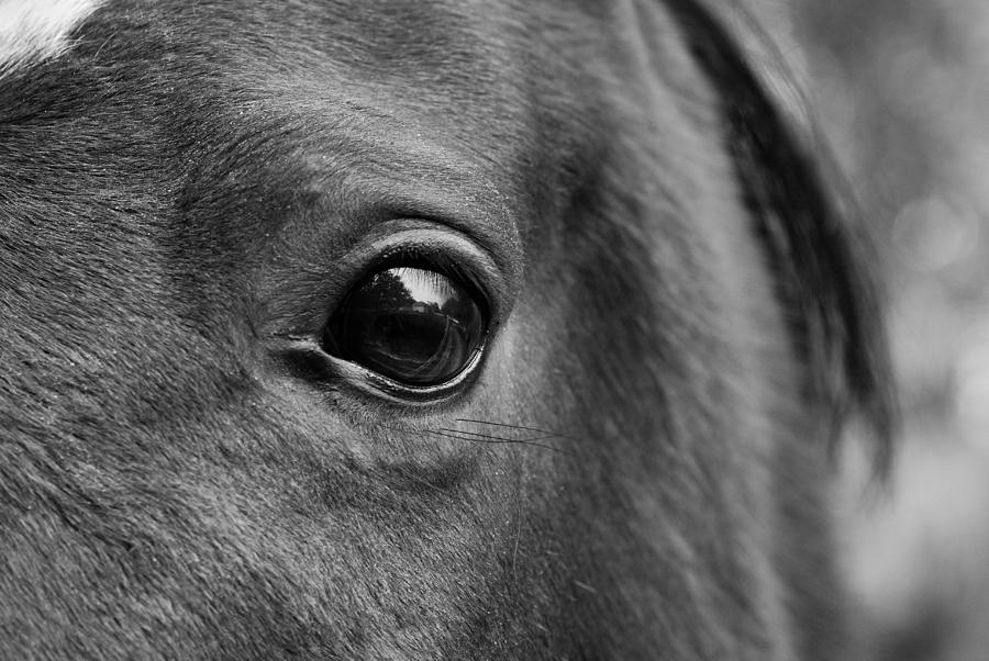 Horse Eye #2 Photograph by Larah McElroy