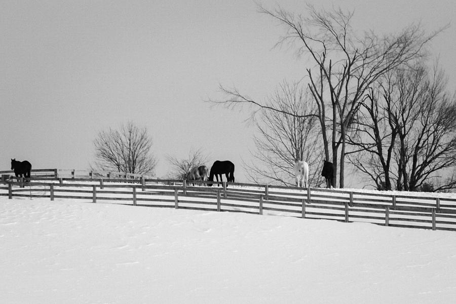 Horse Farm #2 Photograph by Nick Mares