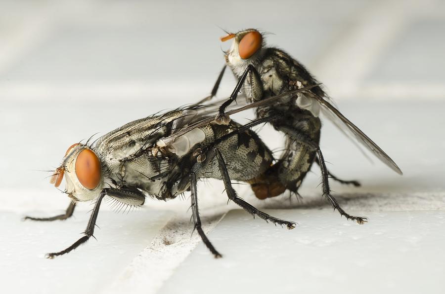 [Image: 2-horse-flies-mating-science-photo-library.jpg]