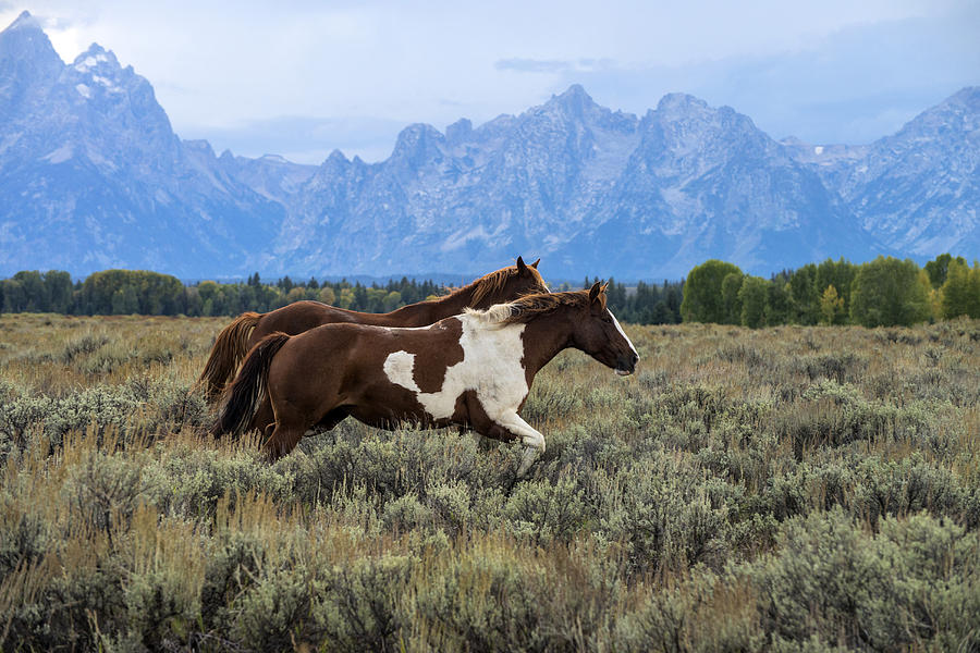 Horse In Grand Teton National Park, Wy #2 Photograph by Mark Newman