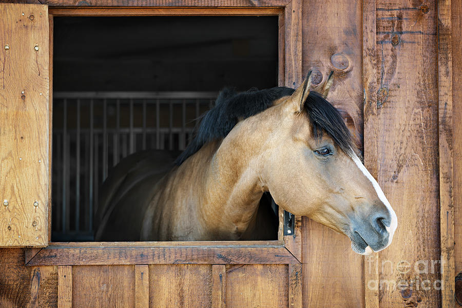 Horse Photograph - Horse in stable 2 by Elena Elisseeva