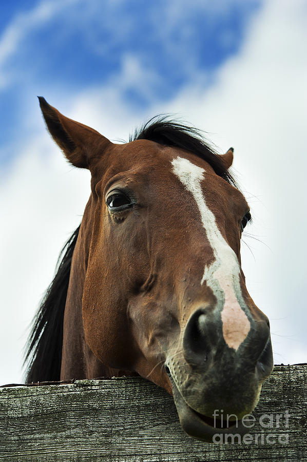 Horse Photograph - Horse #2 by John Greim