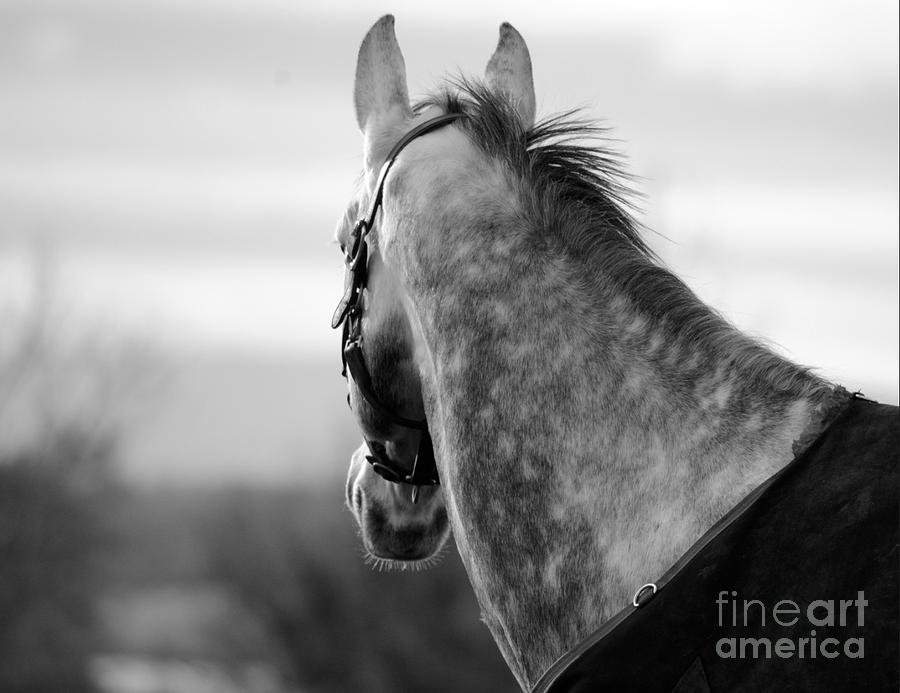 Black And White Photograph - Horse #2 by Kimberly McDonell