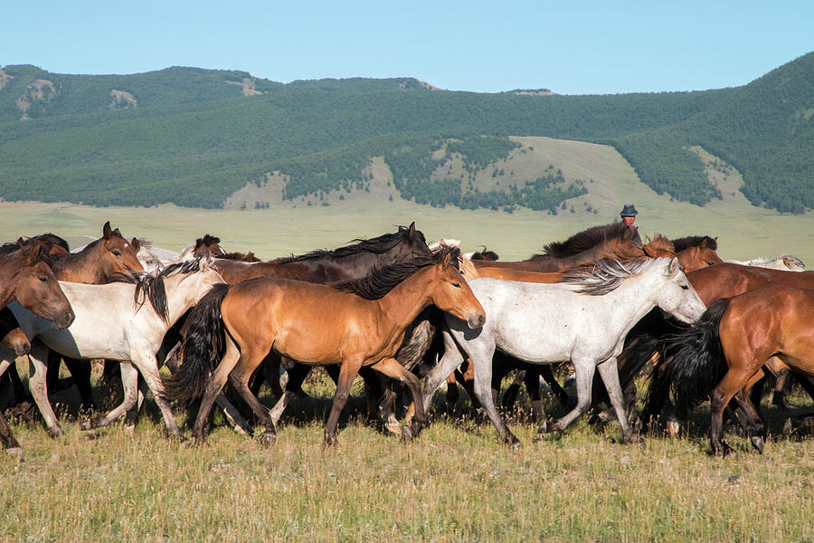 Horses Being Herded By Riders Photograph by Tom Norring - Pixels