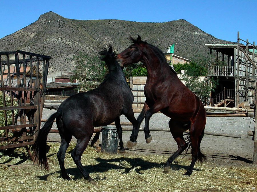 2 Horses in love Almeria Spain Photograph by Colette V Hera Guggenheim