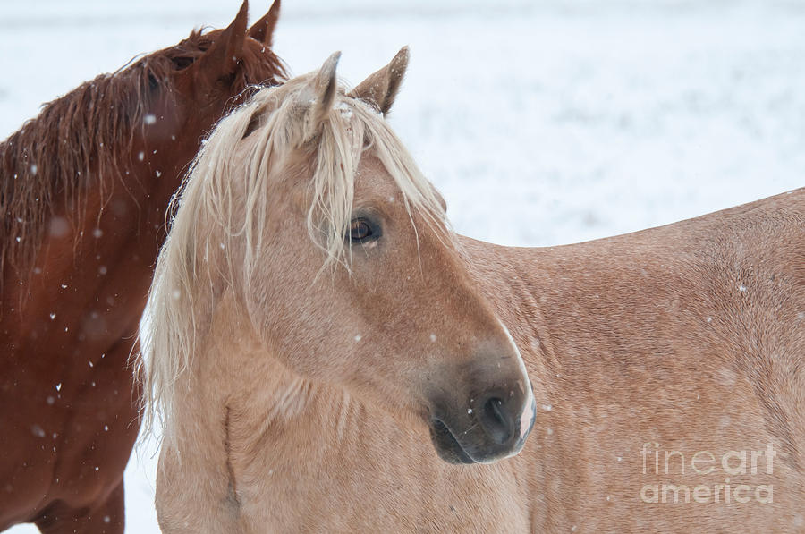 Horses In Snow, Yukon, Canada #2 Photograph by Mark Newman