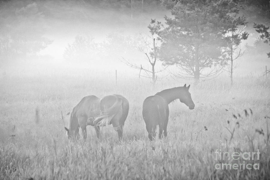 Horses in the Fog #2 Photograph by Cheryl Baxter
