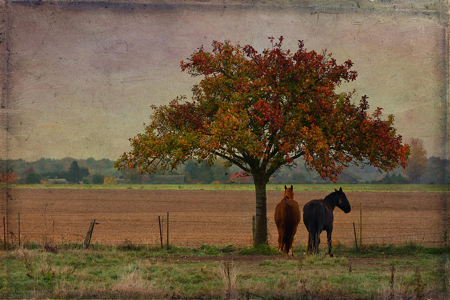 Horses Photograph by Jean-Pierre Ducondi