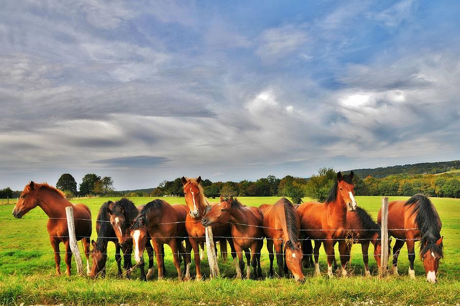 Horses #2 Photograph by Nature Et Animaux Sont Mes Sujets Dinspiration...