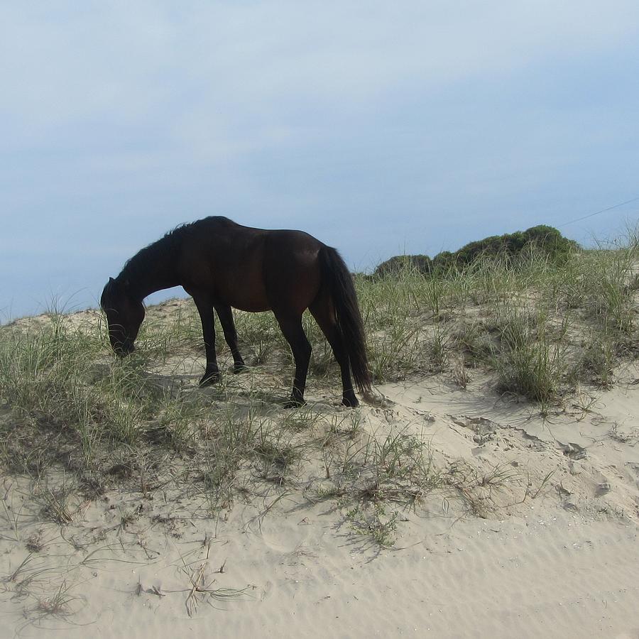 Horse Photograph - Horses of Corolla 4 by Cathy Lindsey