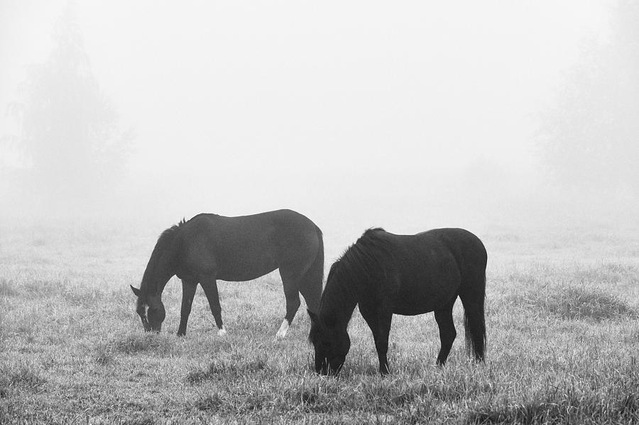 Horses of the Fall #2 Photograph by Jouko Lehto