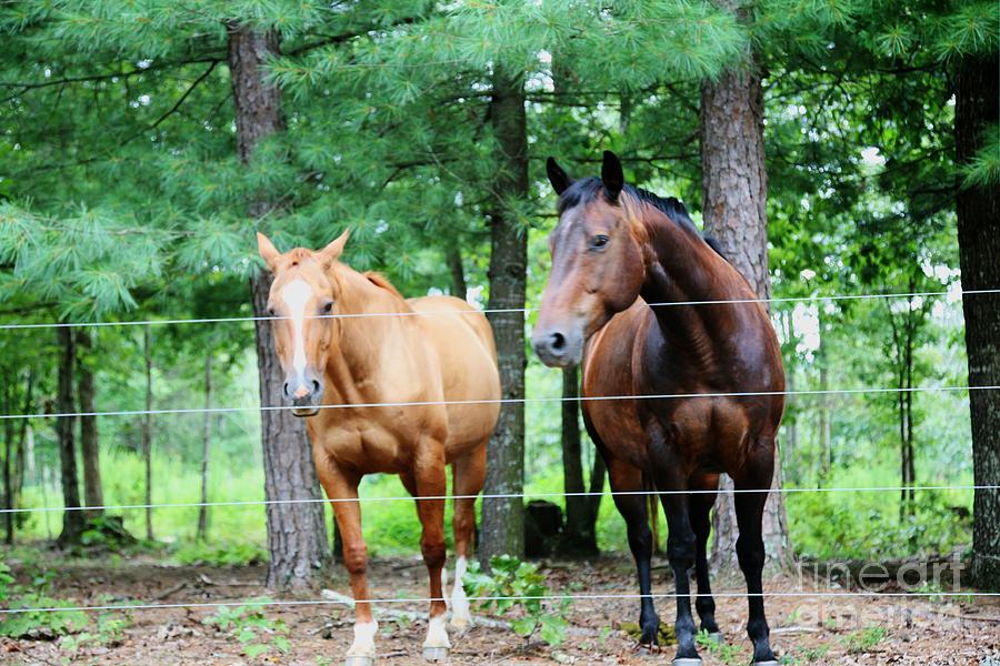 2 Horses Photograph by Robert Loe