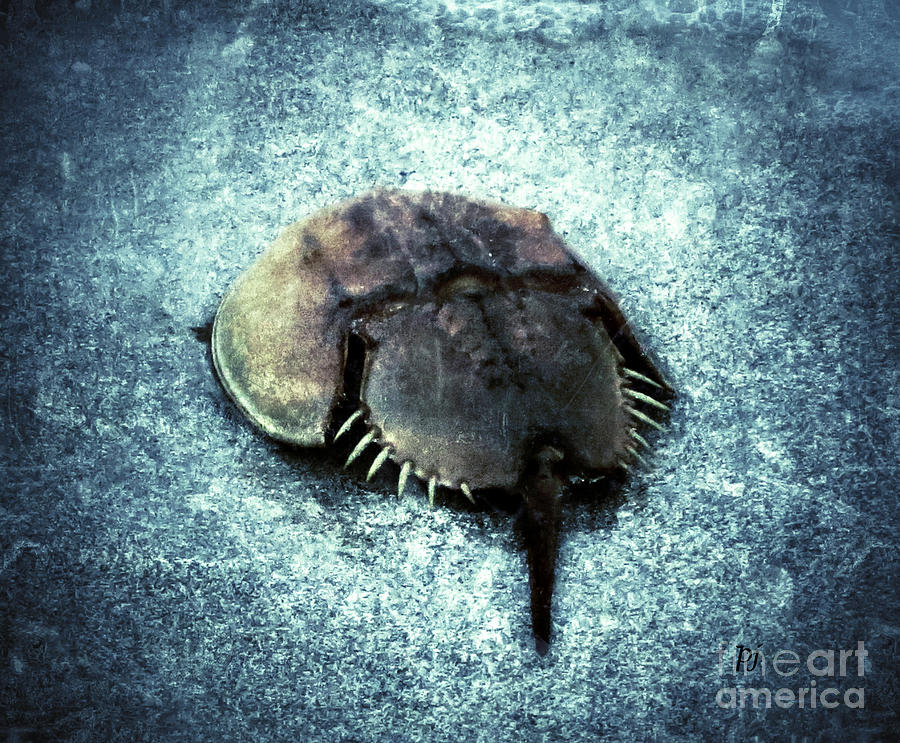 Horseshoe Crab #2 Photograph by Patricia Januszkiewicz