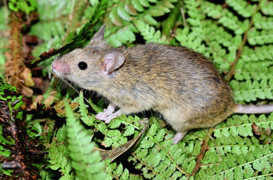 House Mouse #2 Photograph by Colin Varndell/science Photo Library