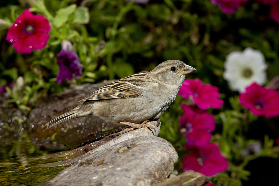 House Sparrow #2 Photograph by Anthony Mercieca