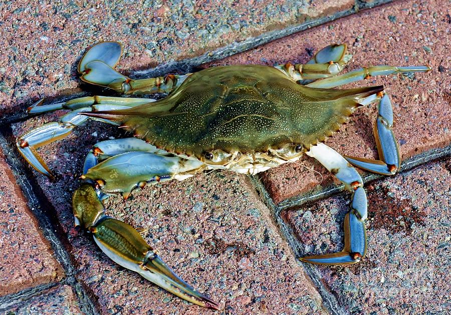 Crab Photograph - Hudson River Crab #2 by Lilliana Mendez