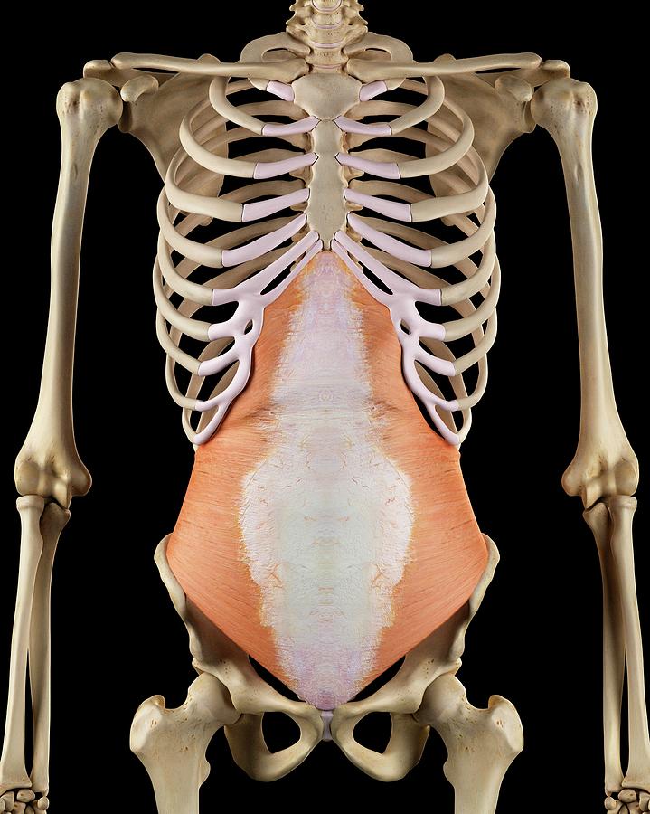 Human Abdominal Muscles Photograph by Sciepro - Fine Art America