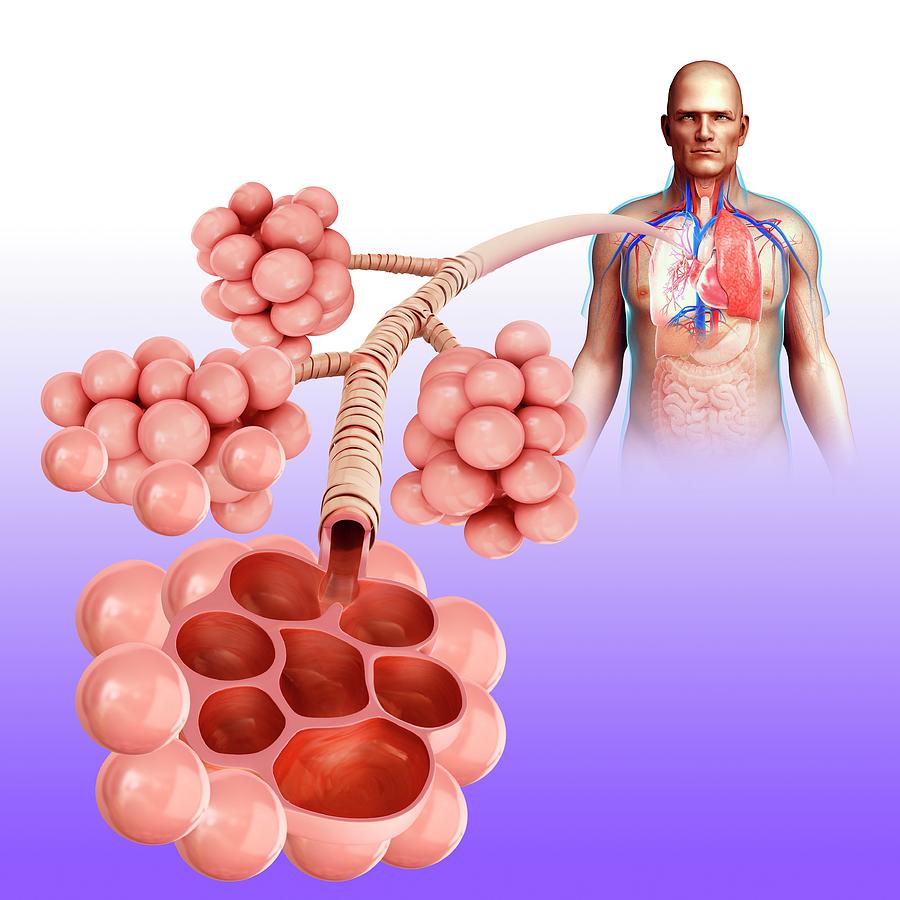 Alveoli Photo