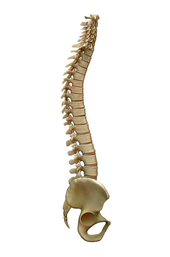 Human Backbone #2 Photograph by Tim Vernon / Science Photo Library
