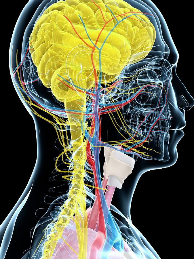 Illustration Photograph - Human Brain Anatomy #2 by Sebastian Kaulitzki