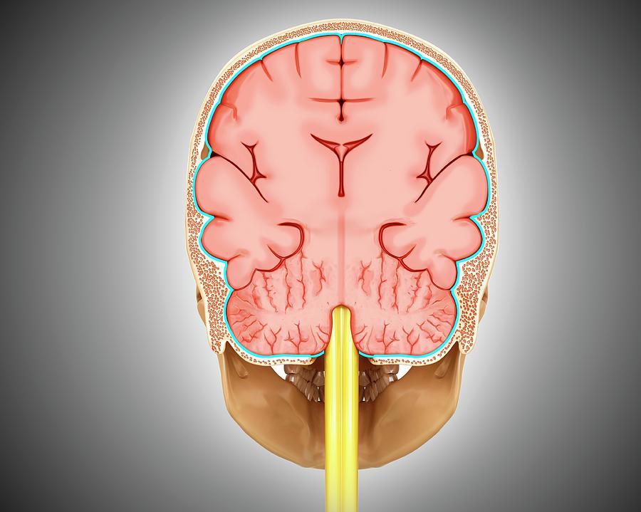 Brain Cross Section - ronswebdesigns