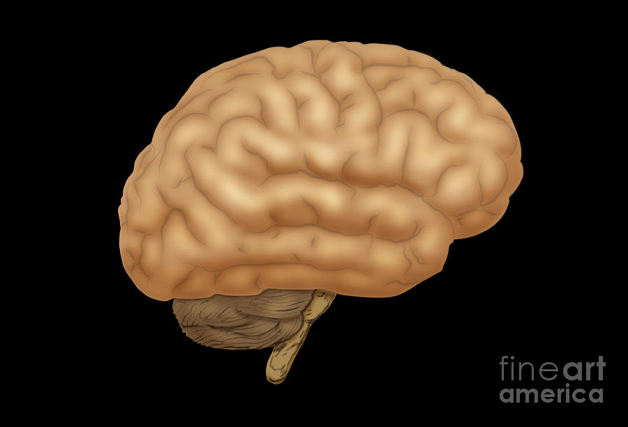 Human Brain #2 Photograph by Monica Schroeder / Science Source