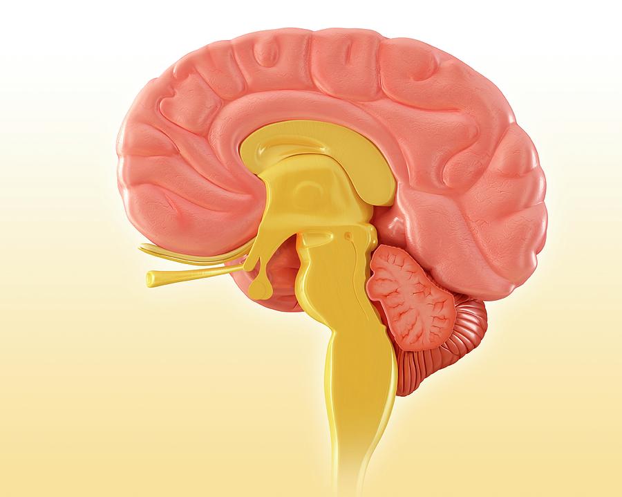 sagittal view of the human brain labeled