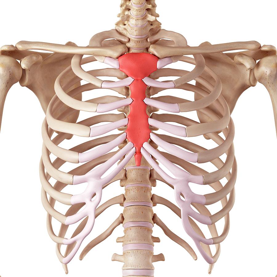 Анатомия человека грудная клетка мечевидный отросток