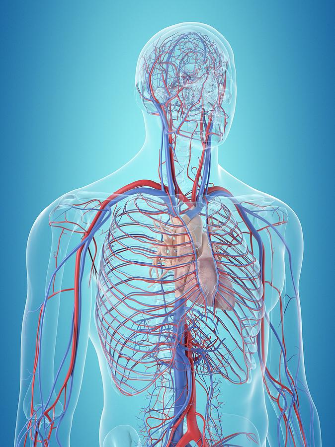 Human Cardiovascular System #2 Photograph by Sciepro - Fine Art America