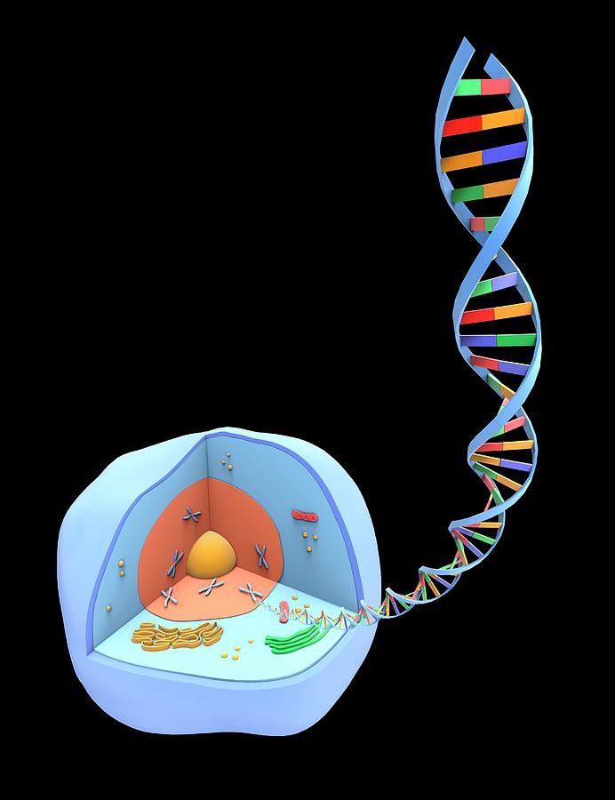 Human Cell And Dna #2 by Science Photo Library