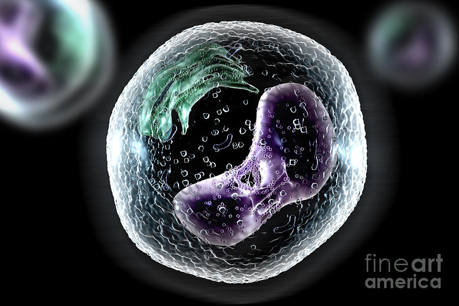 Human Cell #2 Photograph by Science Picture Co