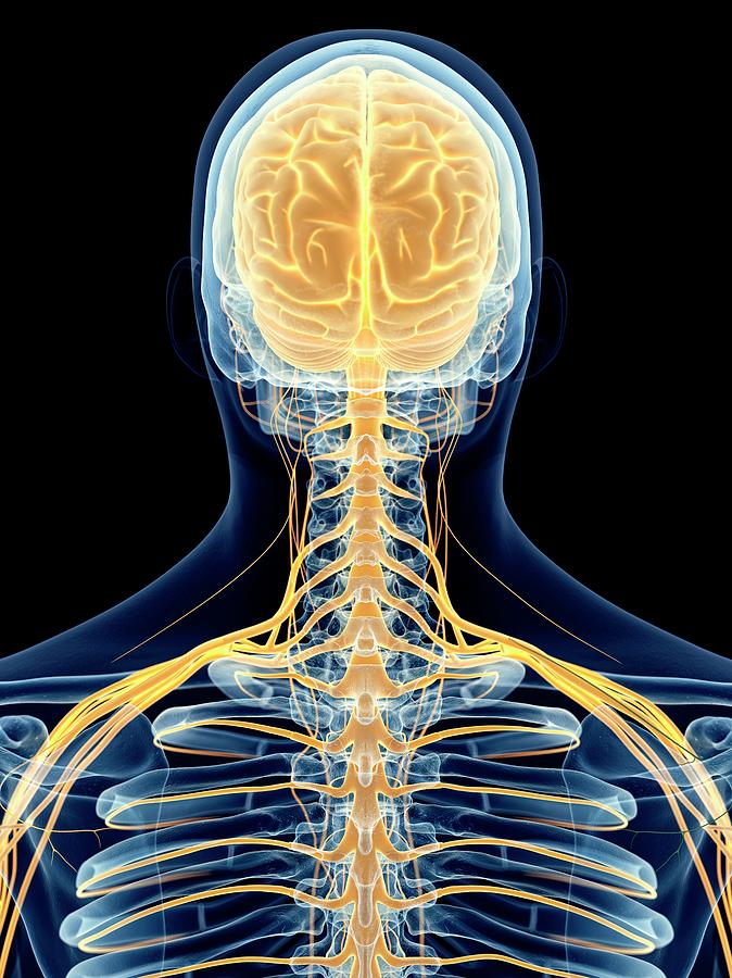 Human Cervical Nerves Photograph by Sebastian Kaulitzki/science Photo ...