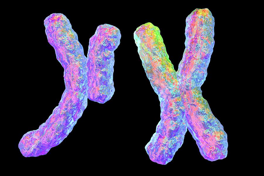 Human Chromosomes #2 by Kateryna Kon/science Photo Library