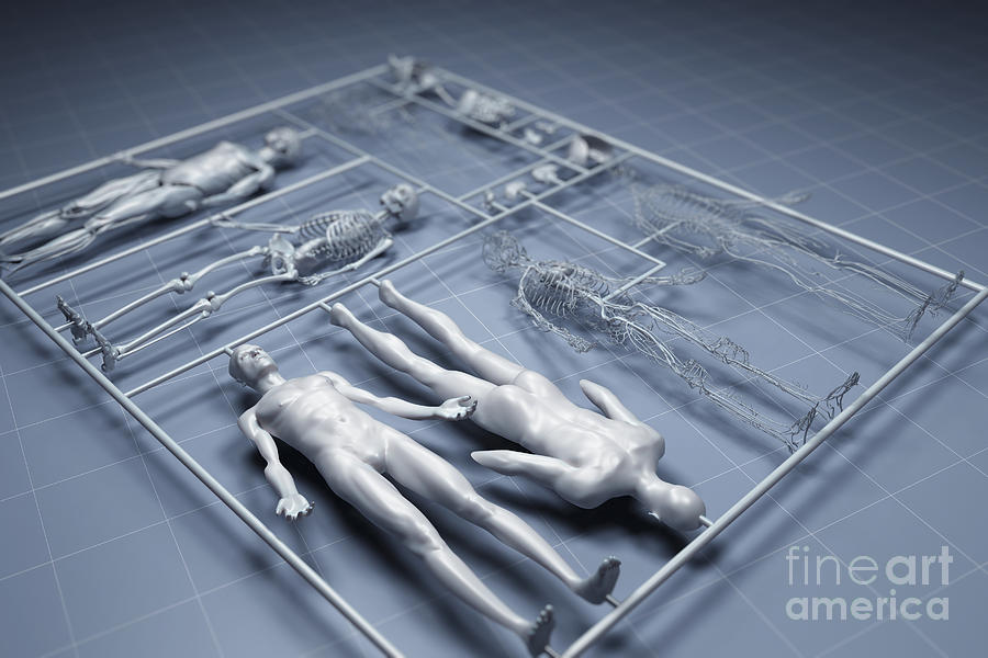 Skeleton Photograph - Human Cloning #2 by Science Picture Co