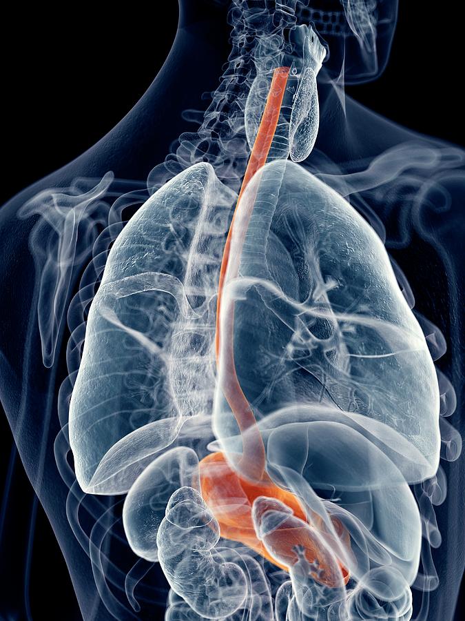 Human Esophagus And Stomach Photograph By Sebastian Kaulitzki Science Photo Library