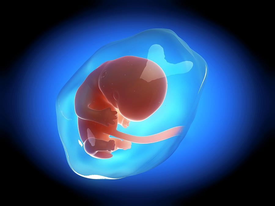 Human Fetus At 2 Months #2 Photograph by Sebastian Kaulitzki