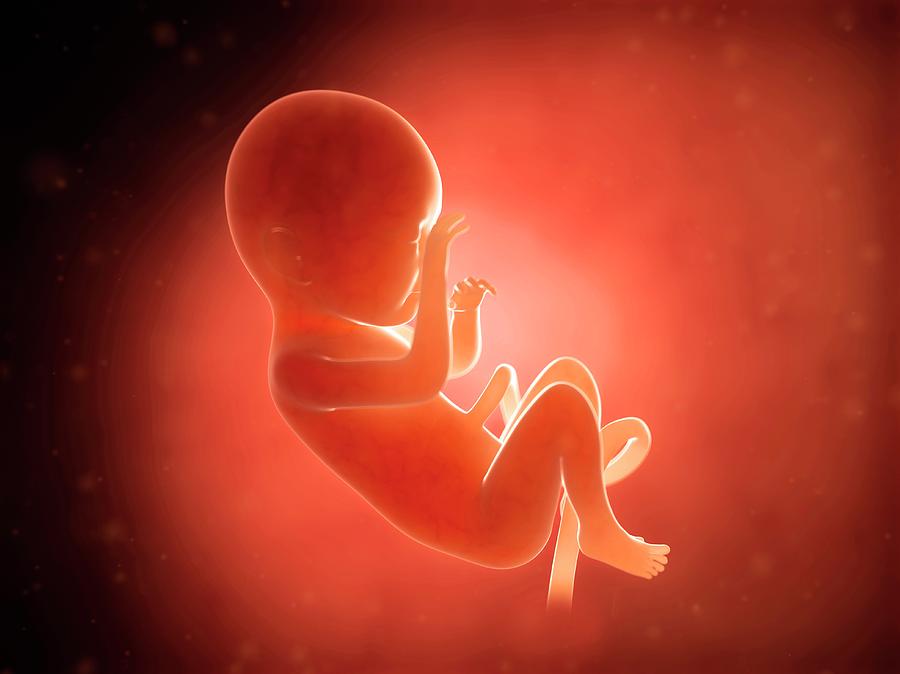 Human Fetus At 7 Months #2 Photograph by Sebastian Kaulitzki