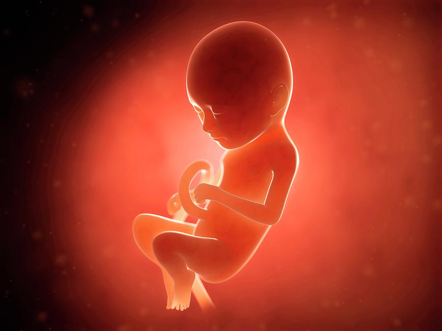 Human Fetus At 9 Months #2 Photograph by Sebastian Kaulitzki
