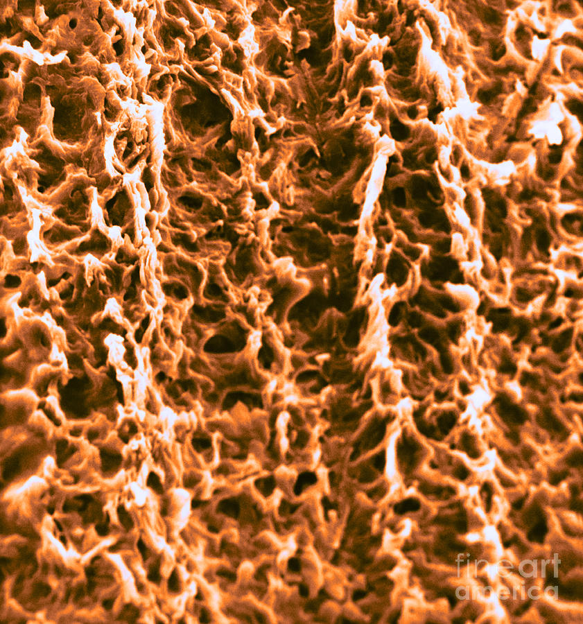Human Fingernail Surface, Sem #2 Photograph by David M. Phillips