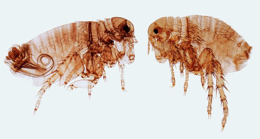 Human Fleas Photograph By Steve Gschmeissner Science Photo Library Fine Art America