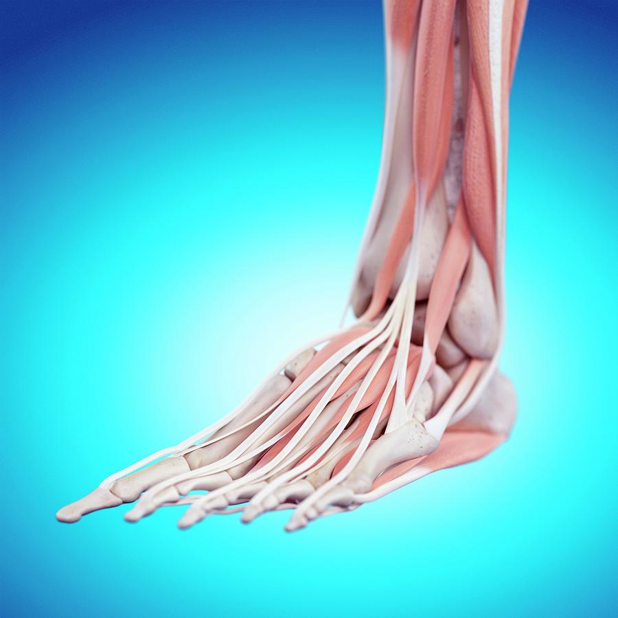 Human Foot Anatomy #2 Photograph by Sebastian Kaulitzki/science Photo Library