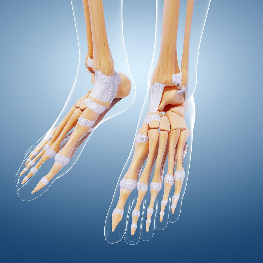 Illustration Photograph - Human Foot Bones #2 by Pixologicstudio