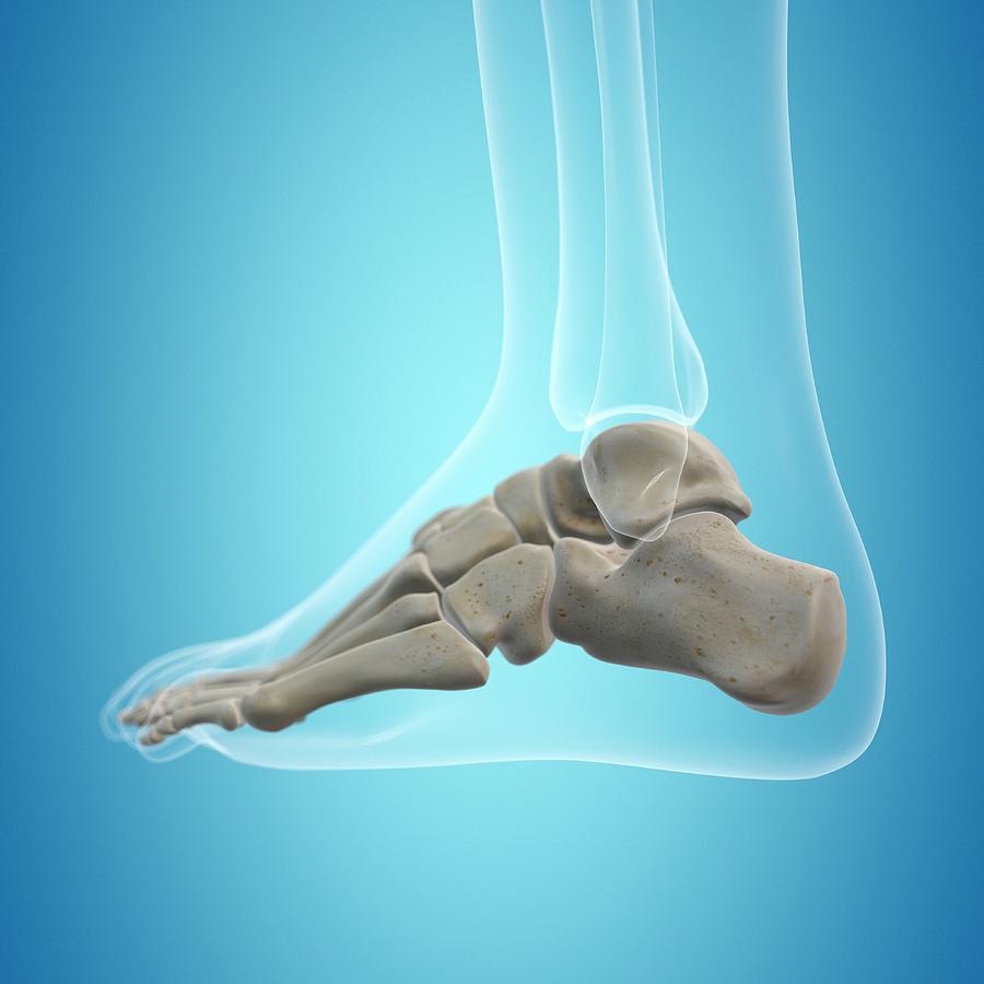 Illustration Photograph - Human Foot Bones #2 by Sciepro