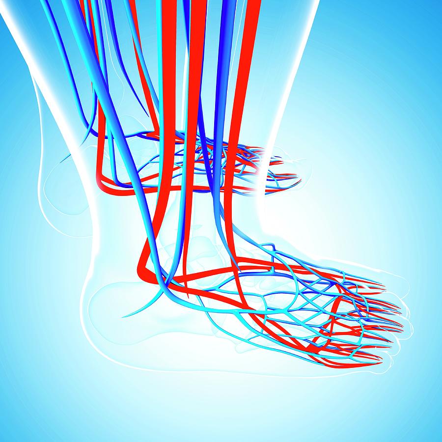 Human Foot Cardiovascular System Photograph by Pixologicstudio/science ...