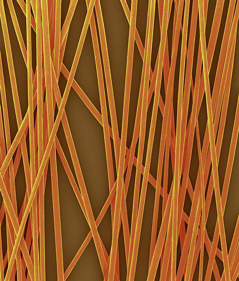 Human Hair Shafts #2 Photograph by Dennis Kunkel Microscopy/science Photo Library