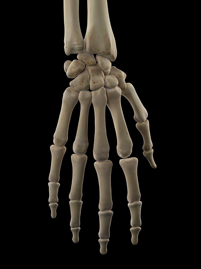 Art Human Hand Bone