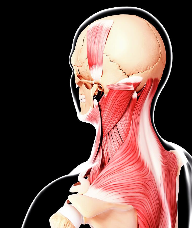 Human Head Musculature Photograph by Pixologicstudio/science Photo ...